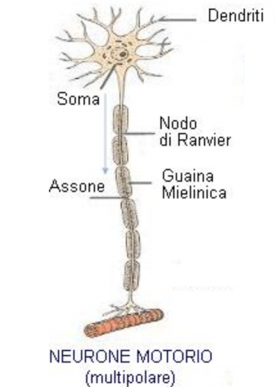 cervello e midollo spinale